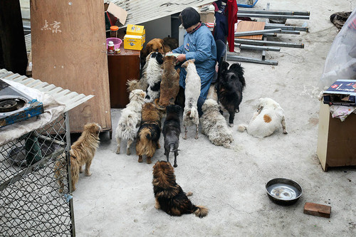北京大妈租3亩地收养400只流浪狗 每月花费八万（图)