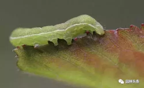 常见园林虫害识别与防治方法!-第5张图片-农百科 常见园林虫害识别与防治方法!-第5张图片-农百科