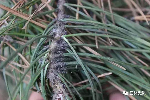 干货|常见园林虫害识别与防治方法!-第2张图片-农百科 干货|常见园林虫害识别与防治方法!-第2张图片-农百科