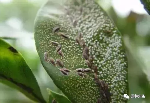 干货|常见园林虫害识别与防治方法!-第4张图片-农百科 干货|常见园林虫害识别与防治方法!-第4张图片-农百科