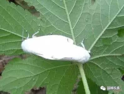 干货|常见园林虫害识别与防治方法!-第10张图片-农百科 干货|常见园林虫害识别与防治方法!-第10张图片-农百科