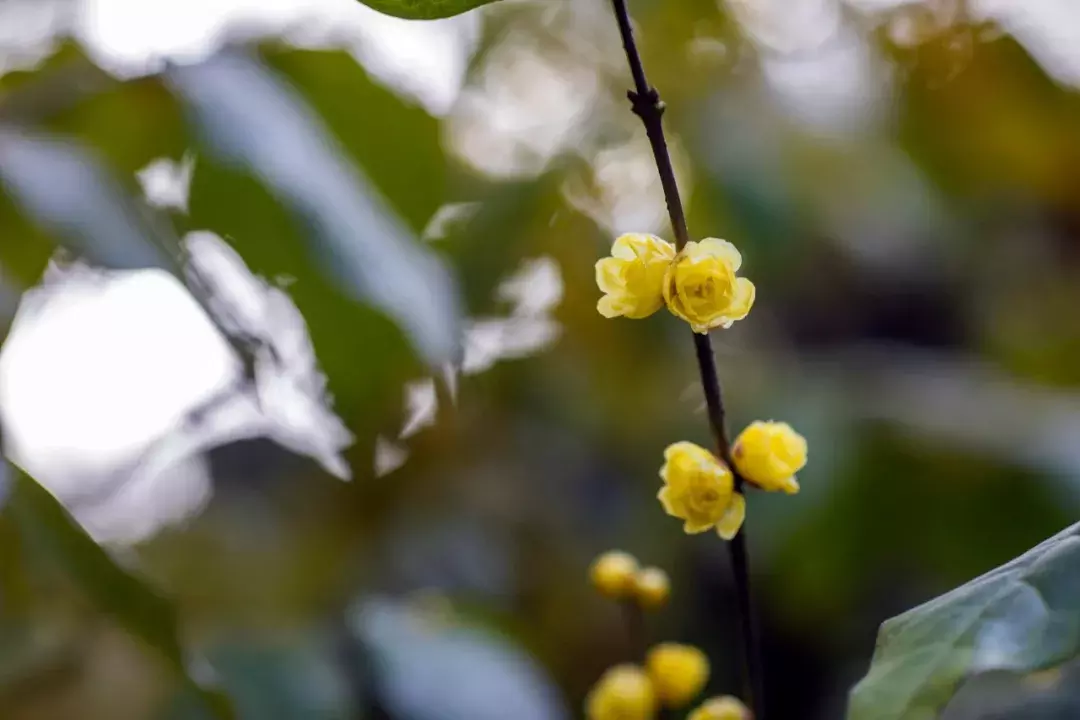 十首梅花诗:已是寒冬时,宜读梅花诗-第8张图片-非凡网 十首梅花诗:已是寒冬时,宜读梅花诗-第8张图片-非凡网