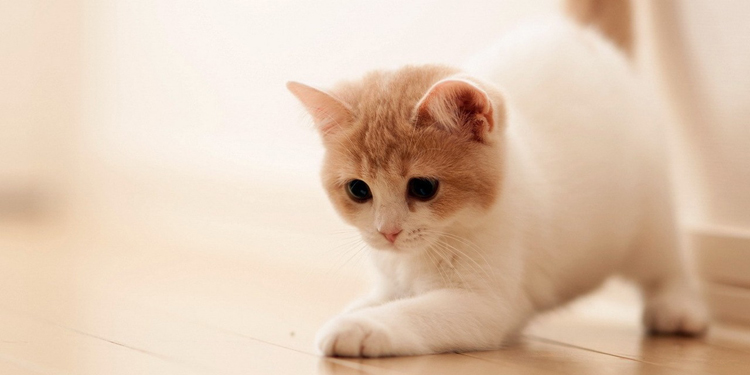 和猫咪相处的暖心句子 朋友圈猫咪怎么配文图片