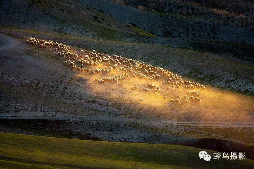 意大利摄影师航拍草场上的羊群