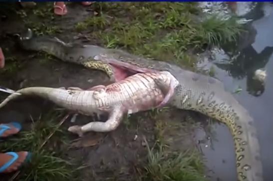 巨蟒吞食鳄鱼瘫痪在河边 作为蛇不会咀嚼真不容易-巨蟒