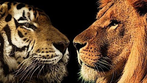 银背大猩猩遭遇非洲雄狮与西伯利亚虎，谁将是最后的胜者？