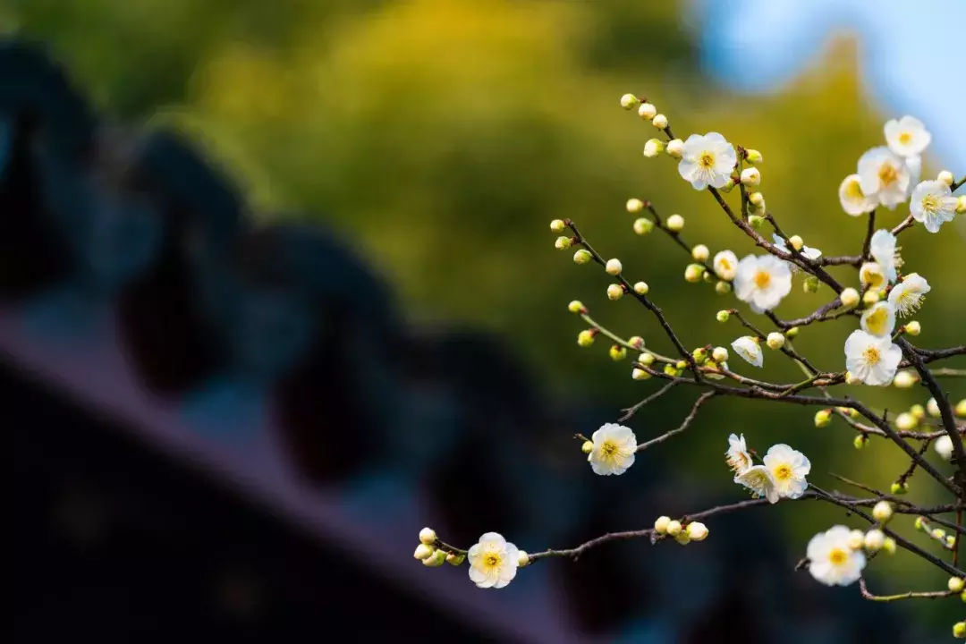 十首梅花诗：已是寒冬时，宜读梅花诗-第7张图片-诗句网