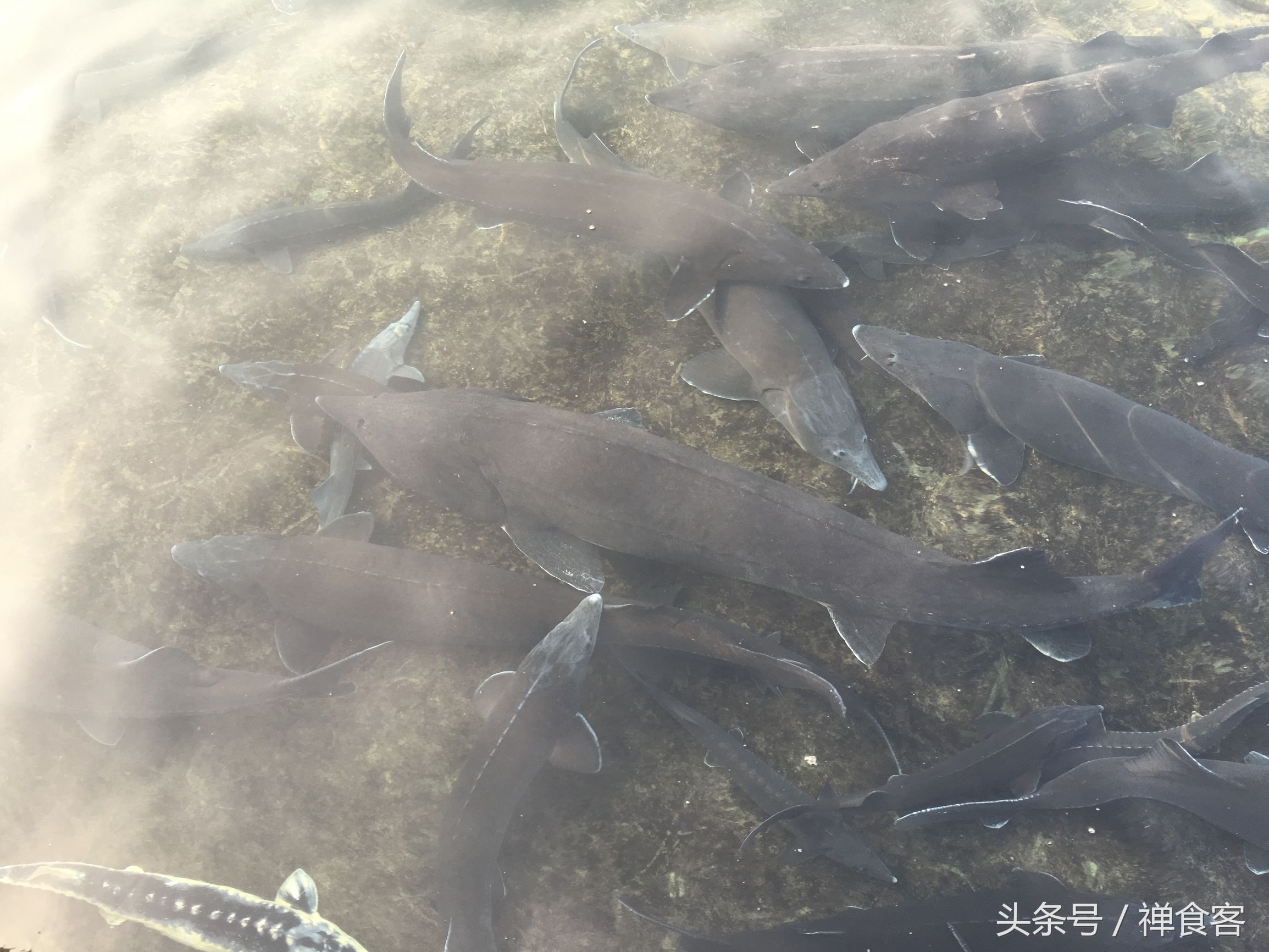 舌尖上的美食~娲皇膳食坊《鲟鱼宴》