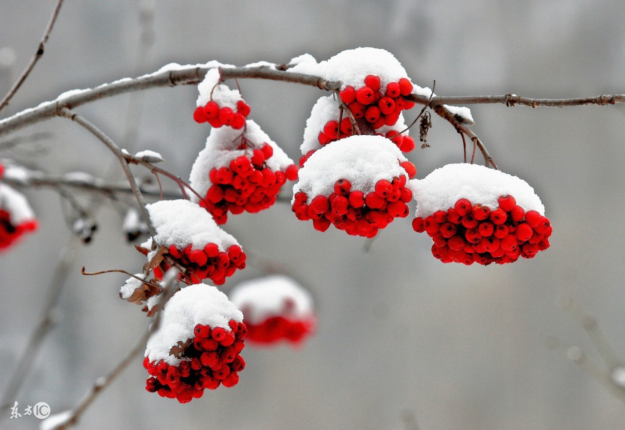 描写冬天的美妙诗句，领略古诗词之美-第5张图片-诗句网