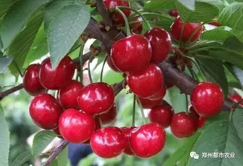 河南礼物：除了列出来的，郑州特产请你补充