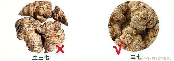 三七和土三七究竟有什么区别，乱吃会引起严重肝损害！