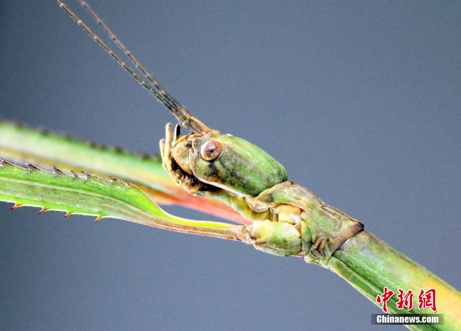 中国发现世界最长昆虫新物种 足长超60厘米（组图)
