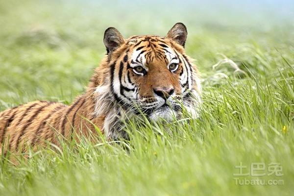 1926年属什么生肖属相?1926年出生的人