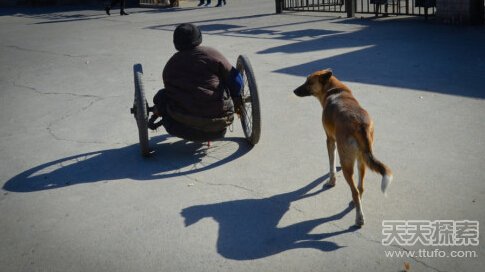 感人动物：忠犬推残疾主人摆摊谋生