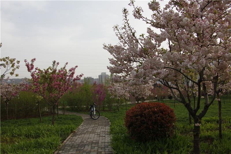 宝鸡渭河公园春日景象