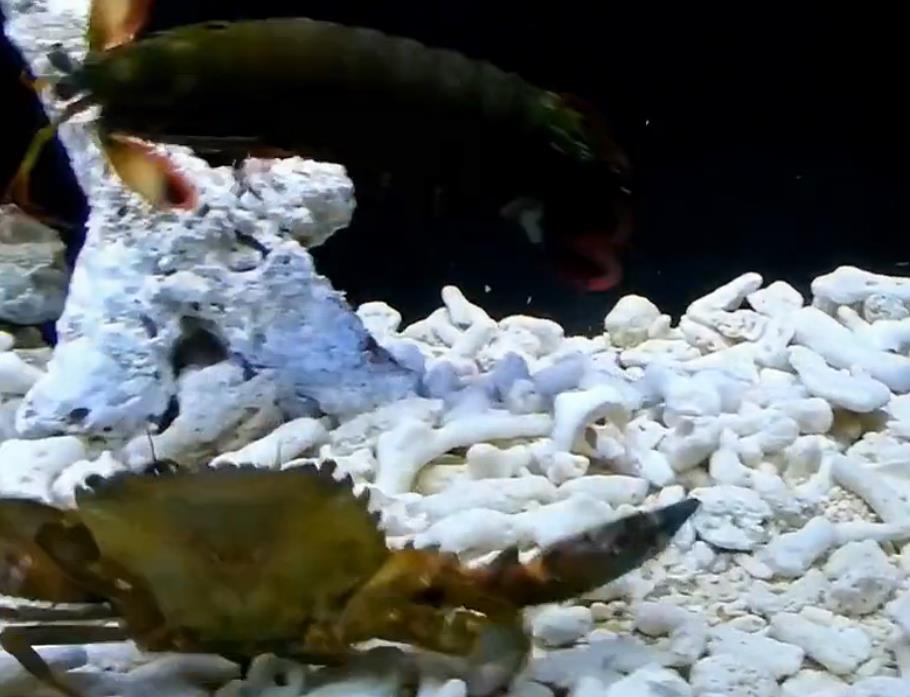 雀尾螳螂虾与螃蟹大战，螃蟹突然被打断钳，而后来螃蟹竟这样战斗
