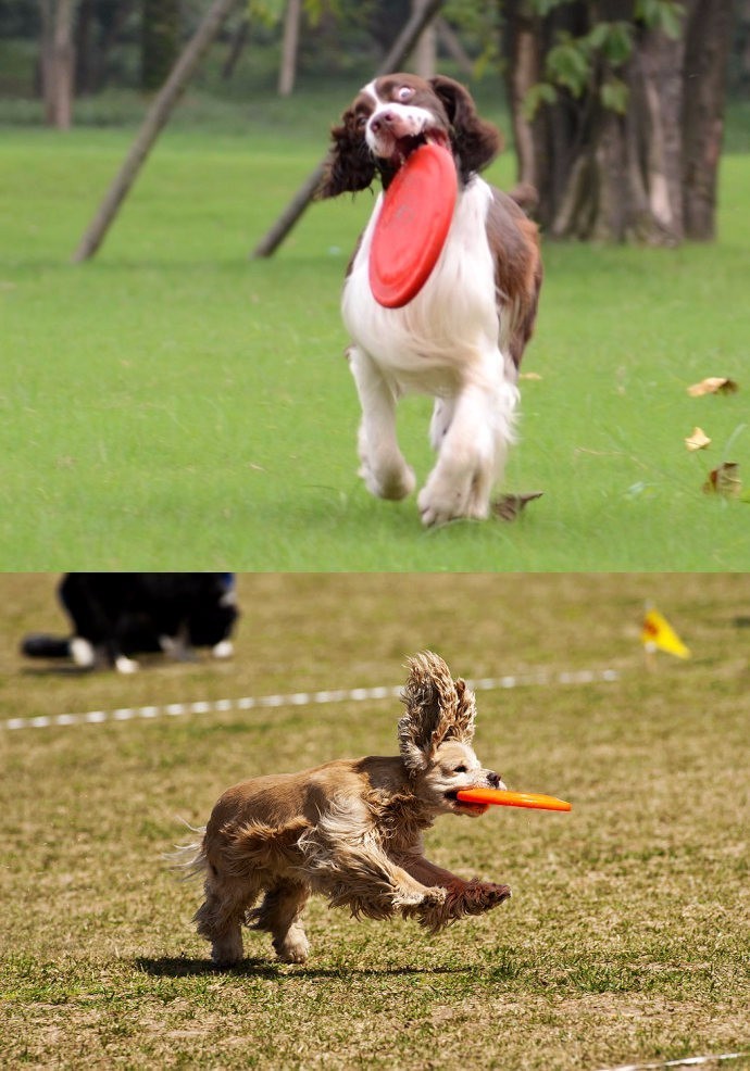 飞盘狗训练养成集——不是不会玩飞盘，是你没扯到汪星人的蛋！