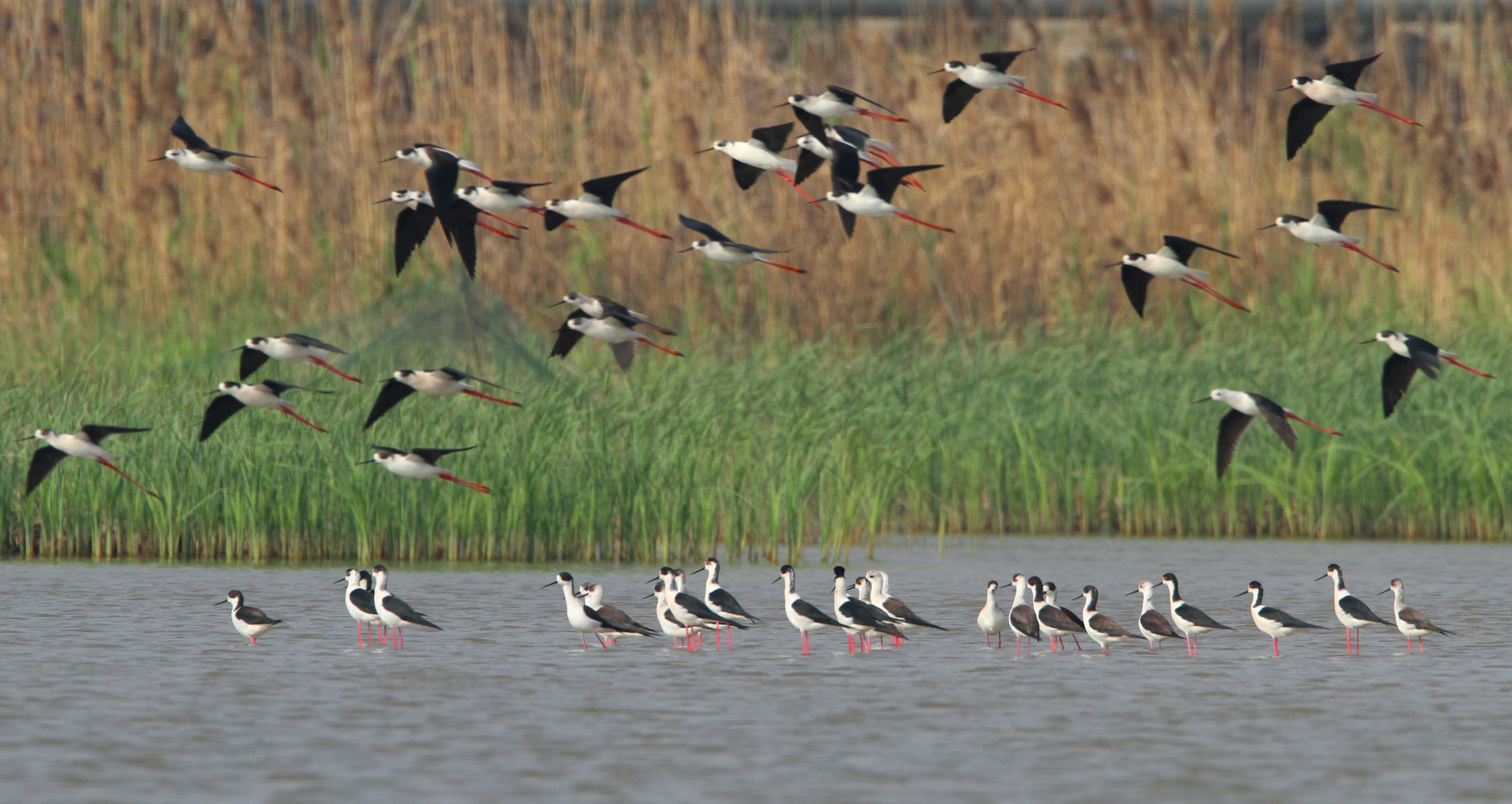珍惜鸟类筑巢难得一见！杭州湾国家湿地保育区首次开放