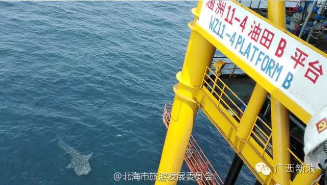 残忍！网传北海可爱鲸鲨宝宝被偷捕，真相居然是这样！