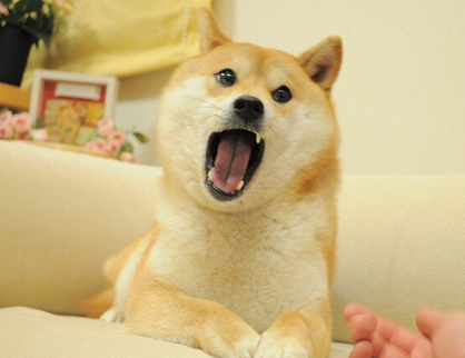 你知道狗狗的不同叫声是什么意思吗?