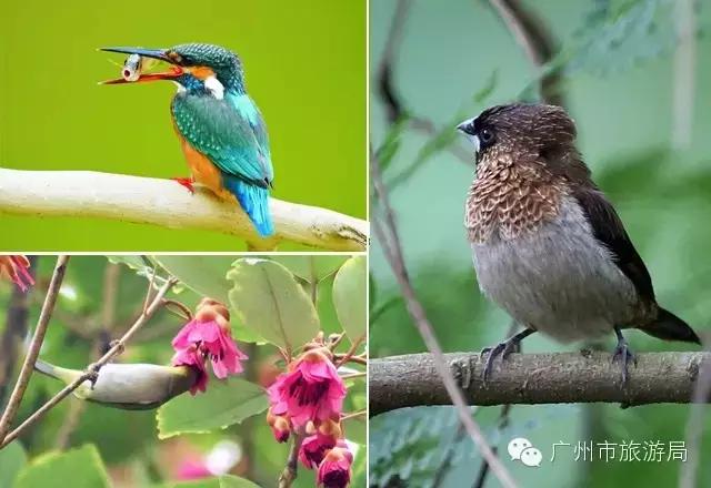乐活 | 广州寻觅鸟鸣的几个好去处