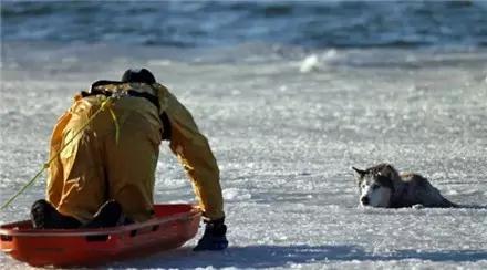 哈士奇掉入冰湖，消防员前往救它时这货竟然哭了！