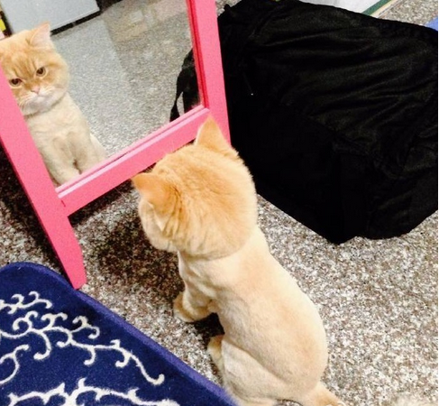 喵喵无法接受自己的新造型，竟然在镜子面前瞬间石化瘫坐在地上