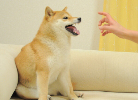 你知道狗狗的不同叫声是什么意思吗?