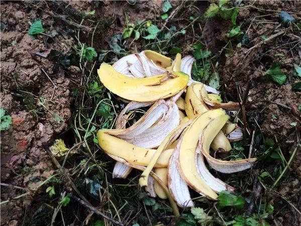 在家轻松自制有机肥,粘人蜻蜓