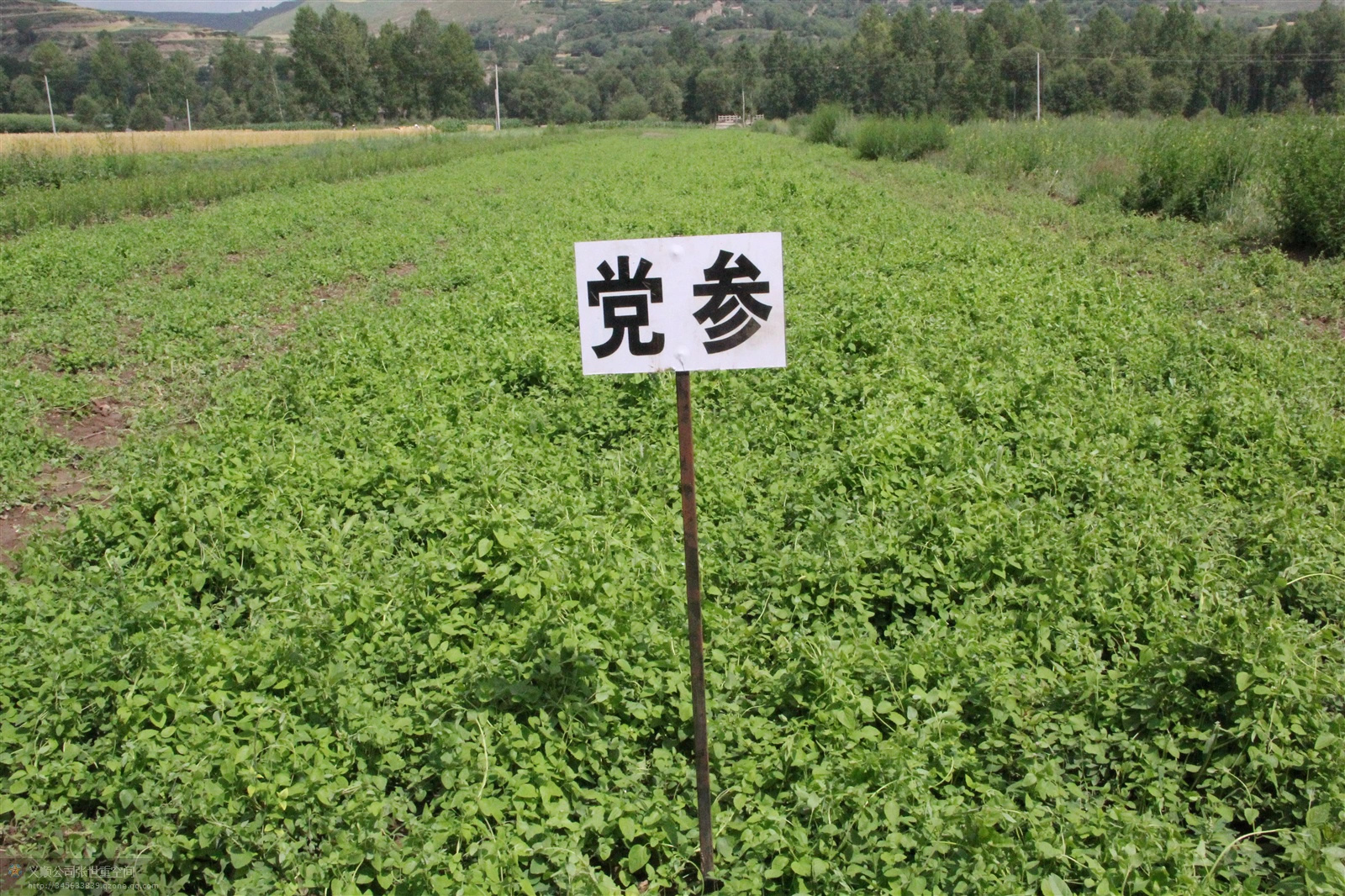 林下经济：开启绿色发展的新篇章