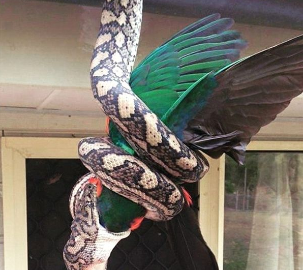 实拍澳大利亚地毯蟒吞食巨型国王鹦鹉，蟒蛇真的是无所不吃啊！