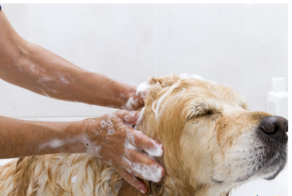 给你家怕水的狗狗洗澡时，如何与它斗智斗勇