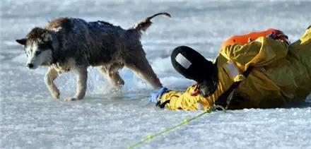 哈士奇掉入冰湖，消防员前往救它时这货竟然哭了！
