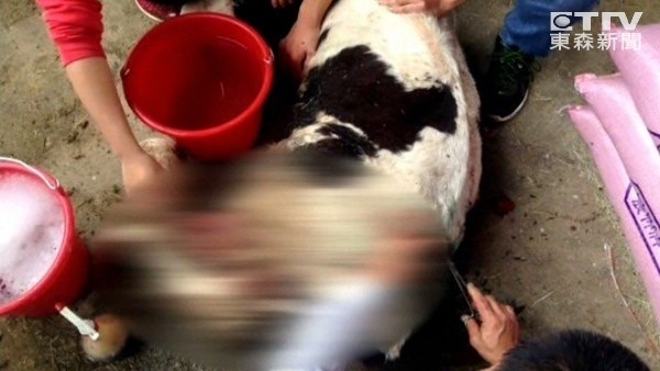 5只小牛头上遭刻“七”字，嫌犯落网后死不承认辩称：割草喂牛！