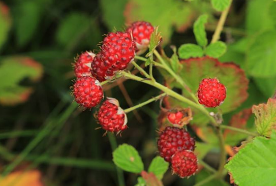 宁波农民大棚种植山莓，每公斤可卖150元！