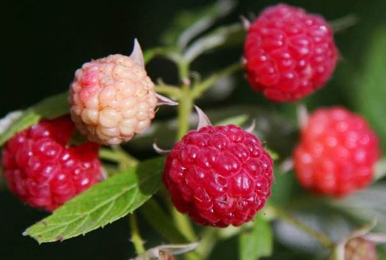 宁波农民大棚种植山莓，每公斤可卖150元！