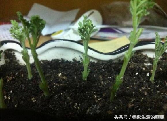 不少花友想播種薰衣草，但你知道薰衣草的種子怎麼種嗎？