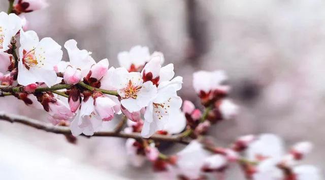 关于梅花的古诗20首 最经典的梅花诗图片