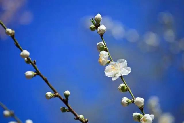 关于梅花的古诗20首 最经典的梅花诗图片