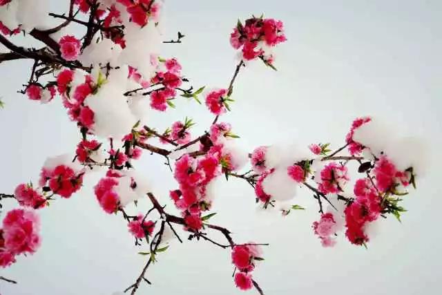 关于梅花的古诗20首 最经典的梅花诗图片