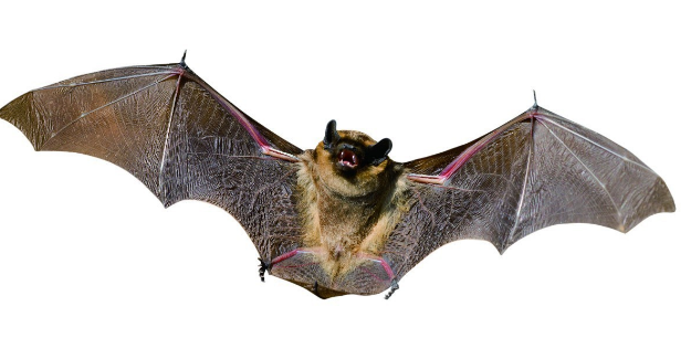 动物趣闻先知道，它用脚分辨食物味道，而它只用嘴吃饭及排泄-第5张图片-大千世界