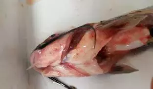 鱼类败血症：热瘟病，坏血病，集多病种症状于一体的疑难杂症综合性鱼病