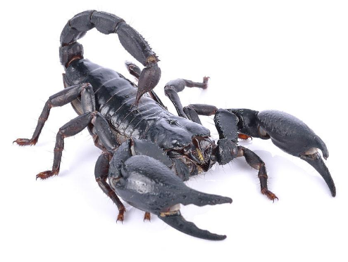 动物趣闻先知道，它用脚分辨食物味道，而它只用嘴吃饭及排泄-第3张图片-大千世界