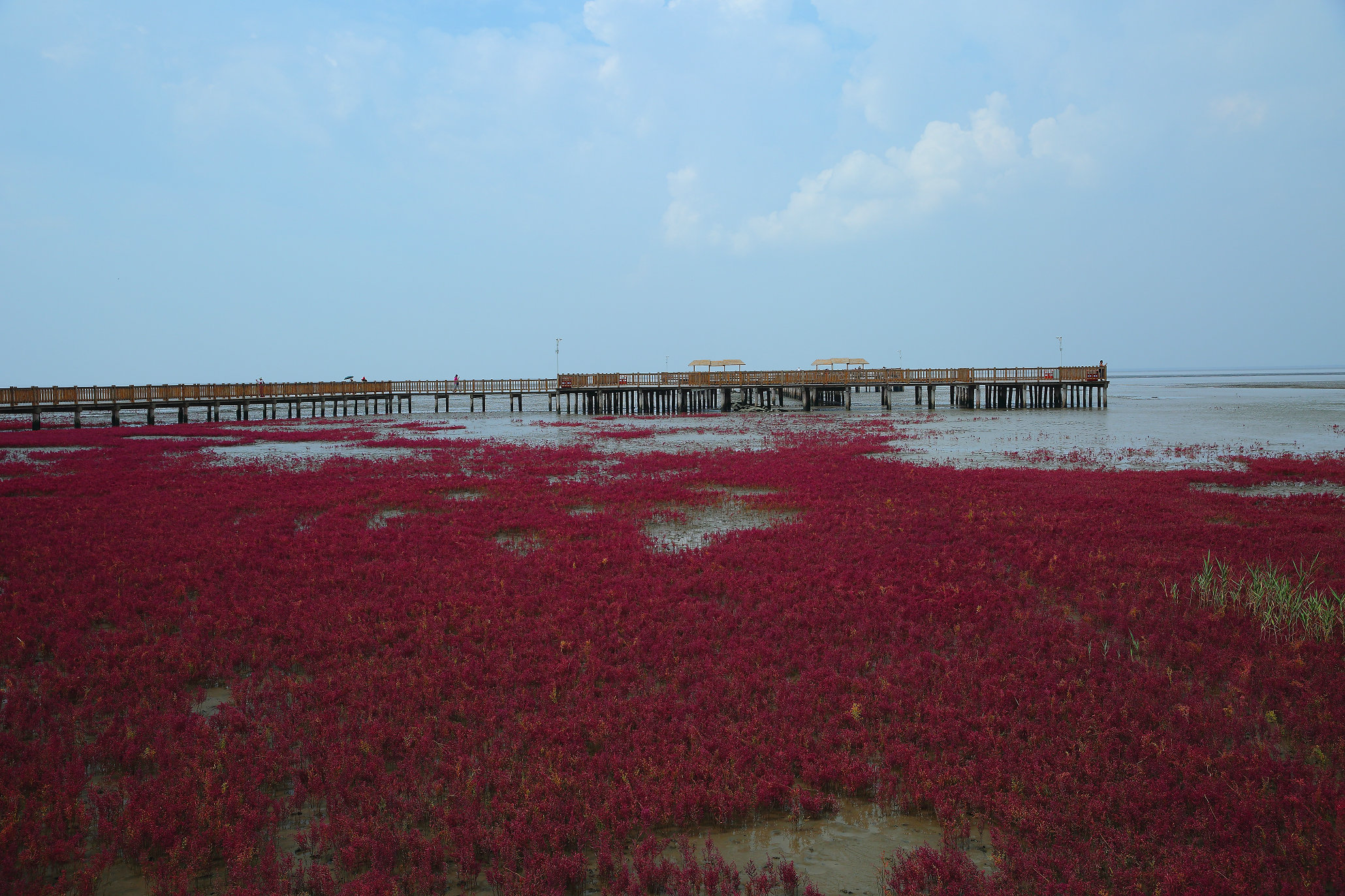 一个“红海滩”几家抢，兴城要建红海滩观光廊道