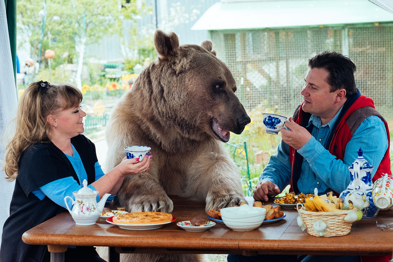 在家养一只300斤大灰熊可比养一只拆迁办二哈容易