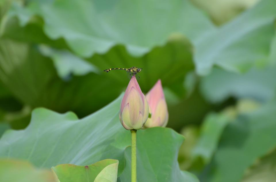 今日植树节，读五首关于“树”的诗词，来一场飞花令