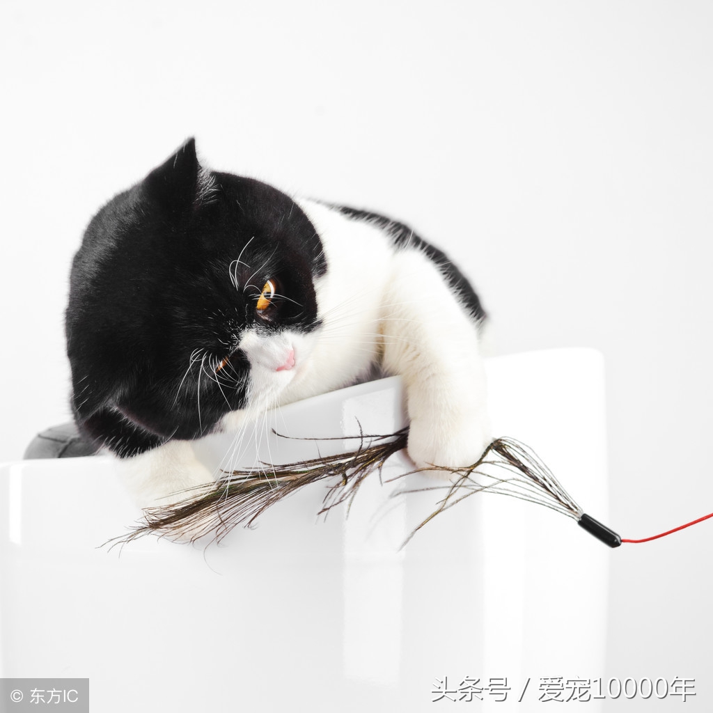 人不可貌相，猫可以：黑猫警长很温顺，中华田园猫其实很高冷