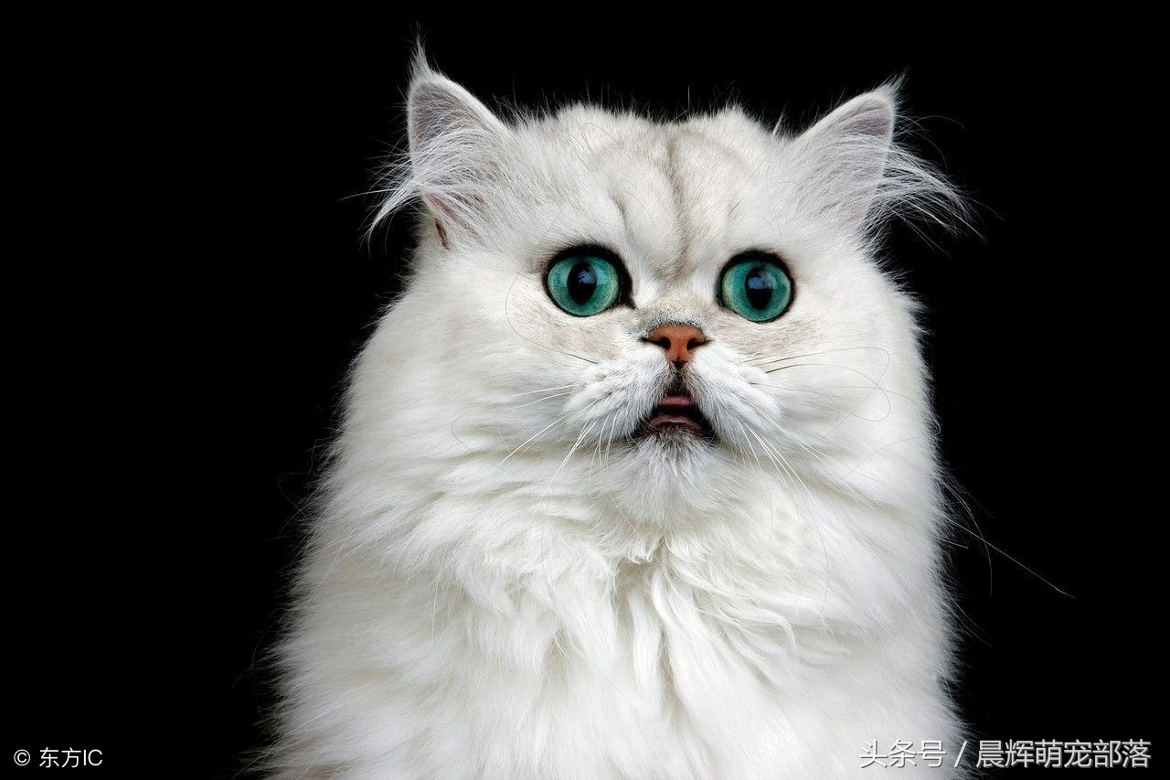 白色波斯猫价格 皇宫权贵的爱宠