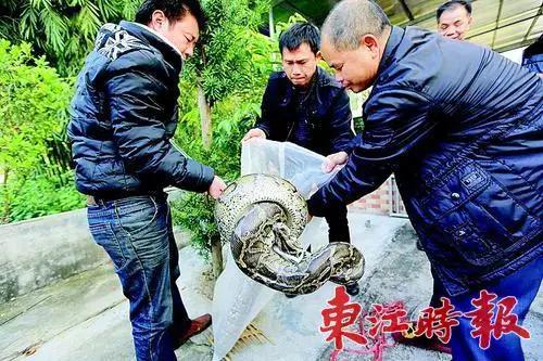 惠州惊现重达50斤大蟒蛇！