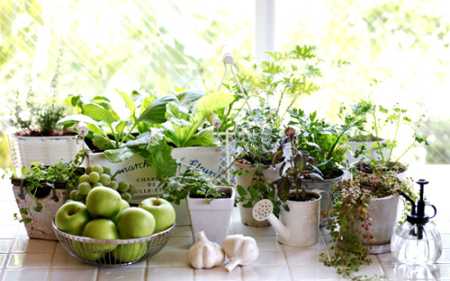 盆栽蔬菜：厨房里的开心菜园
